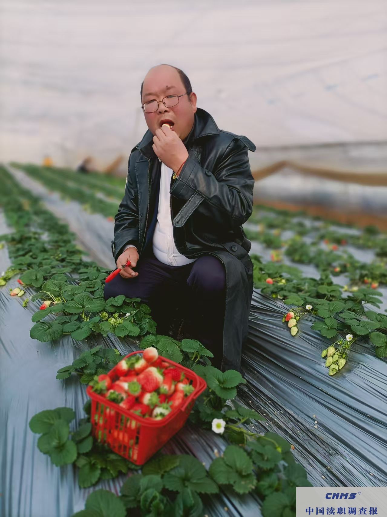 味在山阳，这里的草莓“抢鲜”上市(图4)